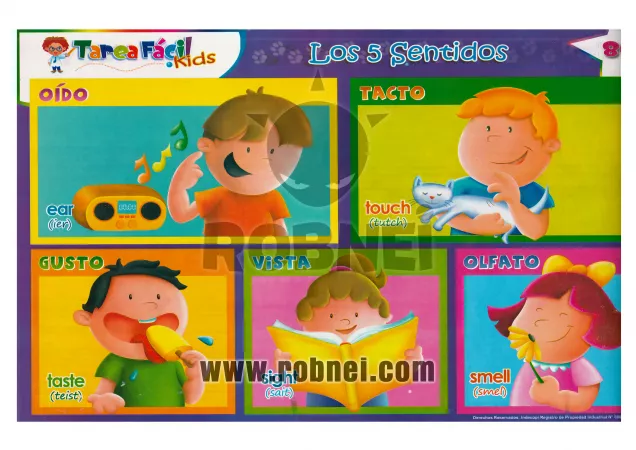 Los 5 Sentidos